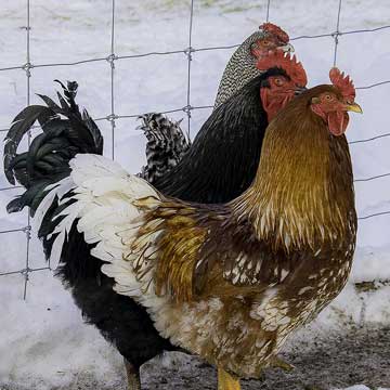 The Three Amigos at High Croft Farm