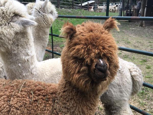 Tocino Alpacas